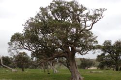 Image: P.B. Heenan © Landcare Research 2014 